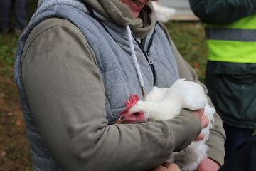 Foto ein Huhn im Arm